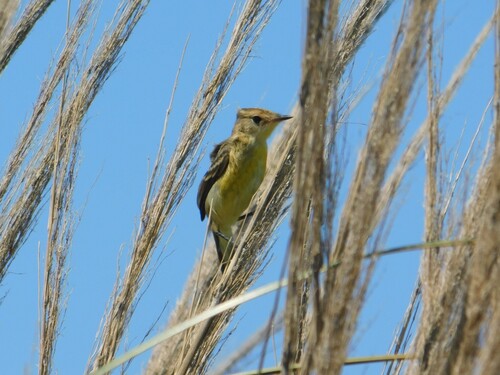 Warbling Doradito (Pseudocolopteryx flaviventris), photo 9