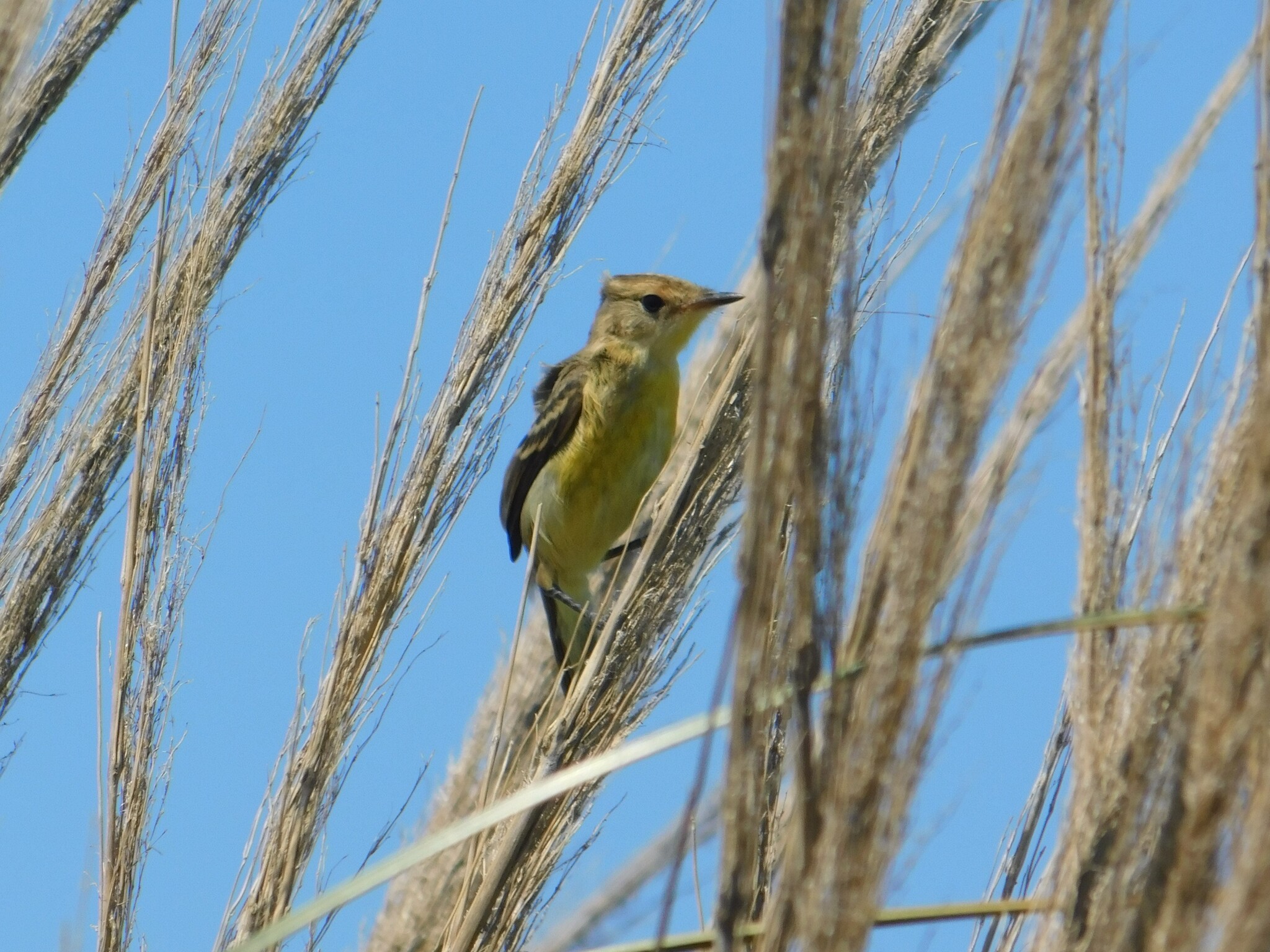 Warbling Doradito (Pseudocolopteryx flaviventris), photo 9