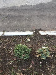 Dianthus caryophyllus