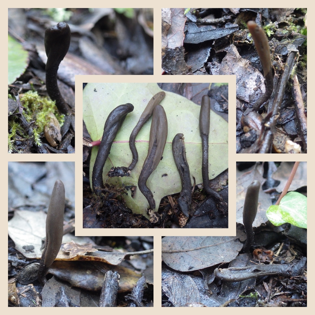 Thuemenidium