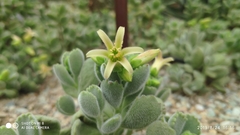 Cotyledon tomentosa