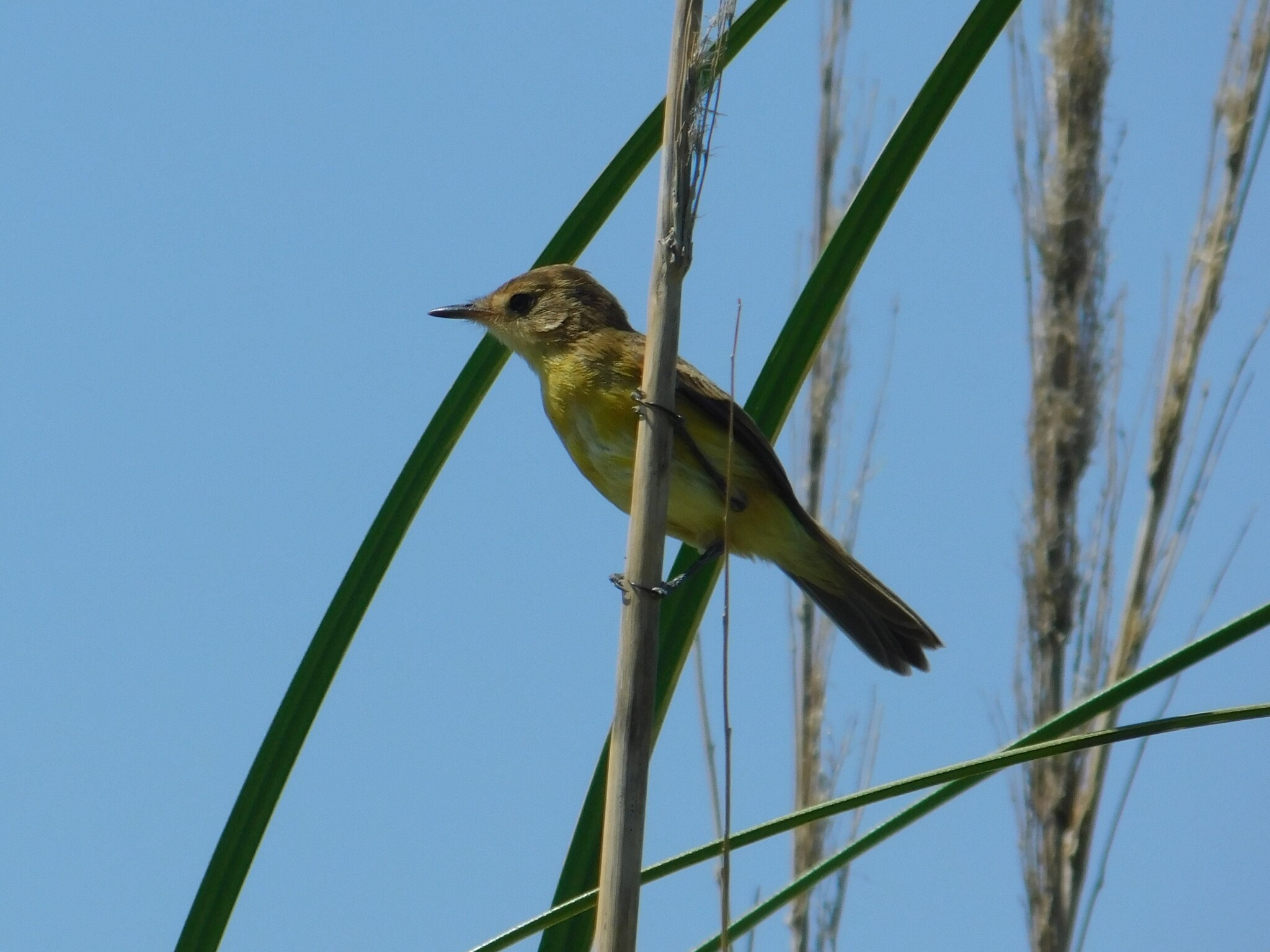 Warbling Doradito (Pseudocolopteryx flaviventris), photo 8