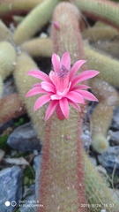 Cleistocactus winteri