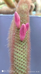 Cleistocactus winteri