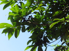 Cinnamomum reticulatum