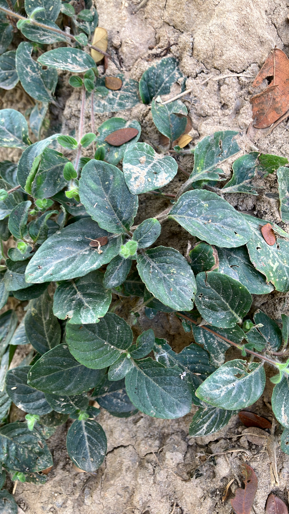 Quả nổ – Ruellia tuberosa