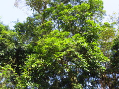Cinnamomum reticulatum