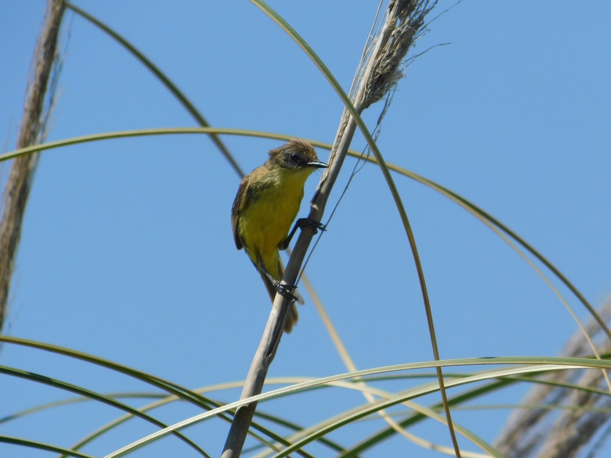 Warbling Doradito (Pseudocolopteryx flaviventris), photo 7