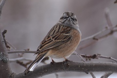 Godlewski's Bunting photo 3