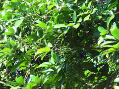 Cinnamomum reticulatum