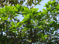 Cinnamomum reticulatum