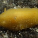 Picken's Dorid - Photo (c) Jeff Goddard, some rights reserved (CC BY-NC), uploaded by Jeff Goddard