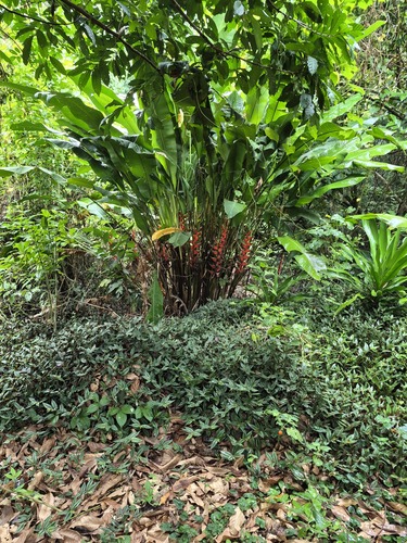 Heliconia bihai