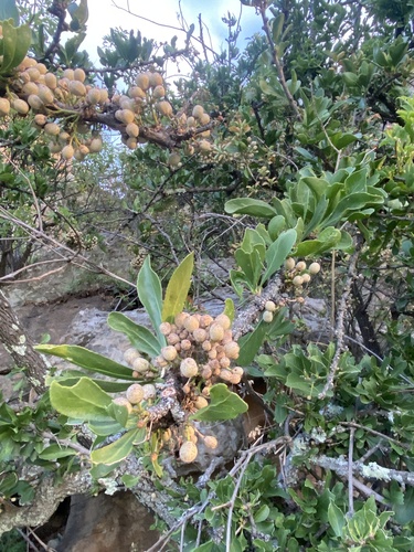 Common Spikethorn