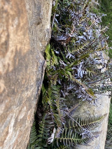 Southern Hard Fern