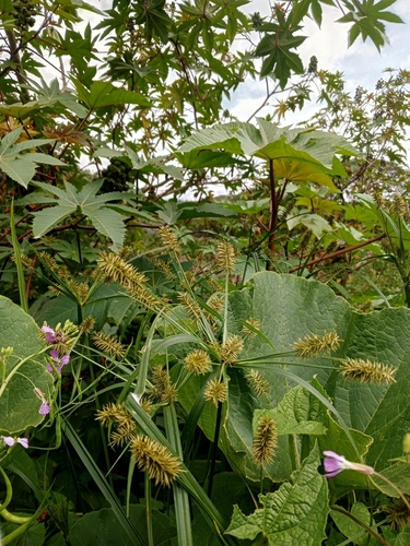 Cyperus alopecuroides iNat (3)