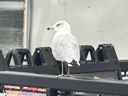 Ring-billed Gull