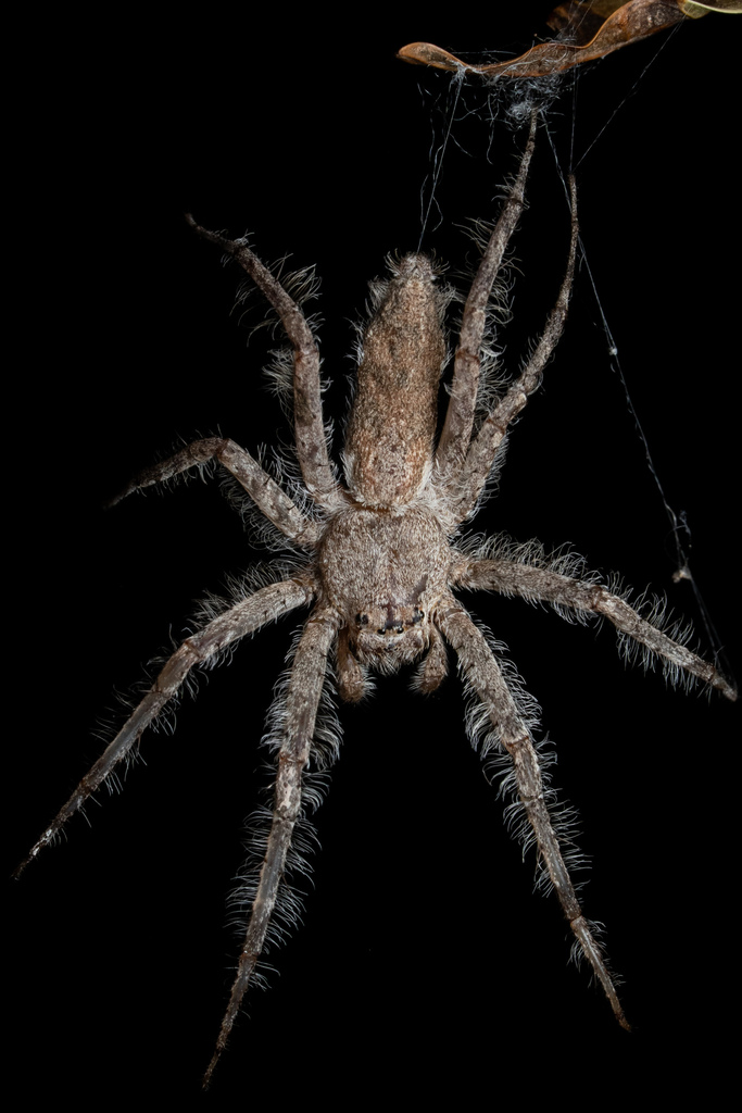 Senoculus penicillatus