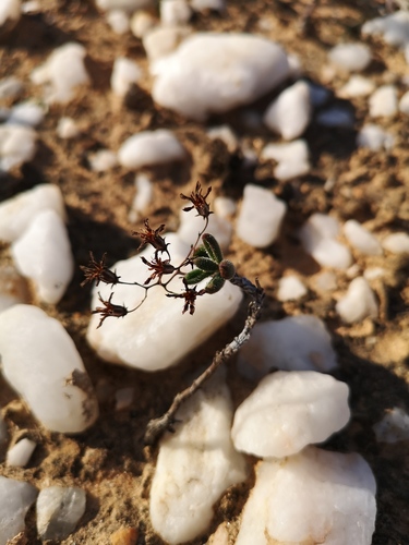 Tylecodon tenuis