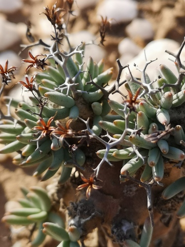 Tylecodon reticulatus
