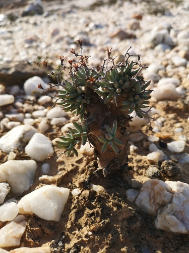 Tylecodon reticulatus