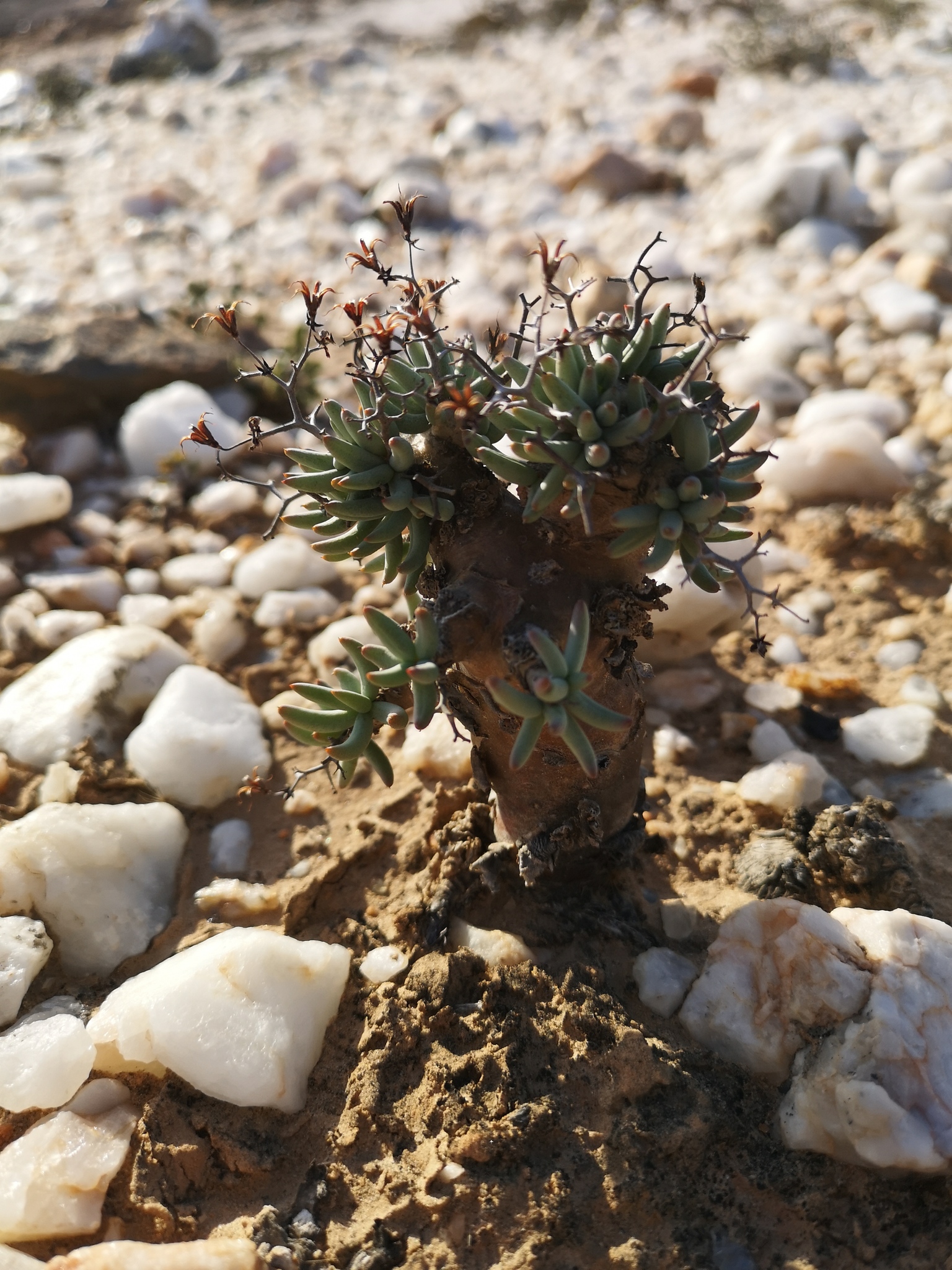 Tylecodon reticulatus (L.f.) Toelken