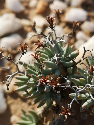 Tylecodon reticulatus