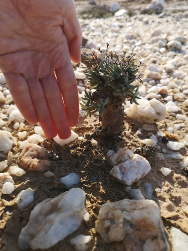 Tylecodon reticulatus