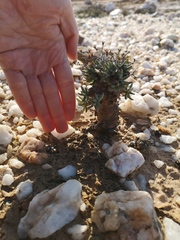 Tylecodon reticulatus