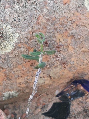 Tylecodon tenuis
