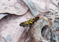 Phaeochlaena lampra