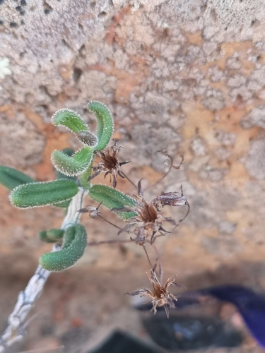 Tylecodon tenuis