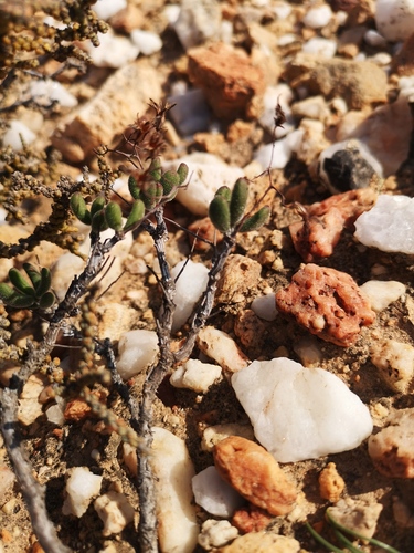 Tylecodon tenuis
