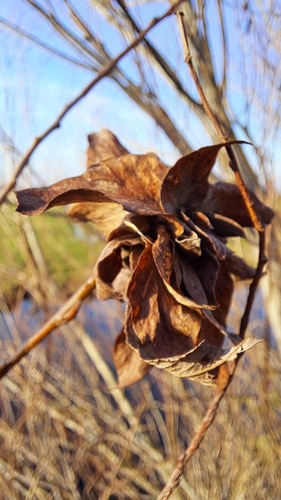 Willow Rose Gall Midge, 2935 LD Ouderkerk aan den IJssel, Nederland, photo 5 of 10