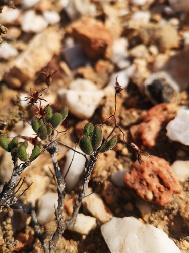 Tylecodon tenuis