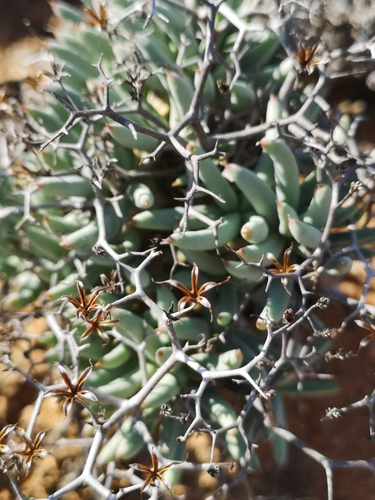 Tylecodon reticulatus