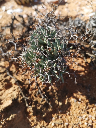 Tylecodon reticulatus