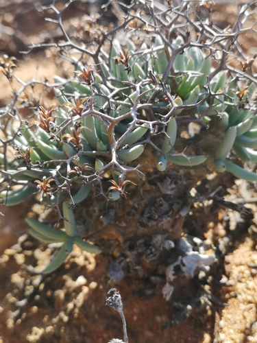 Tylecodon reticulatus
