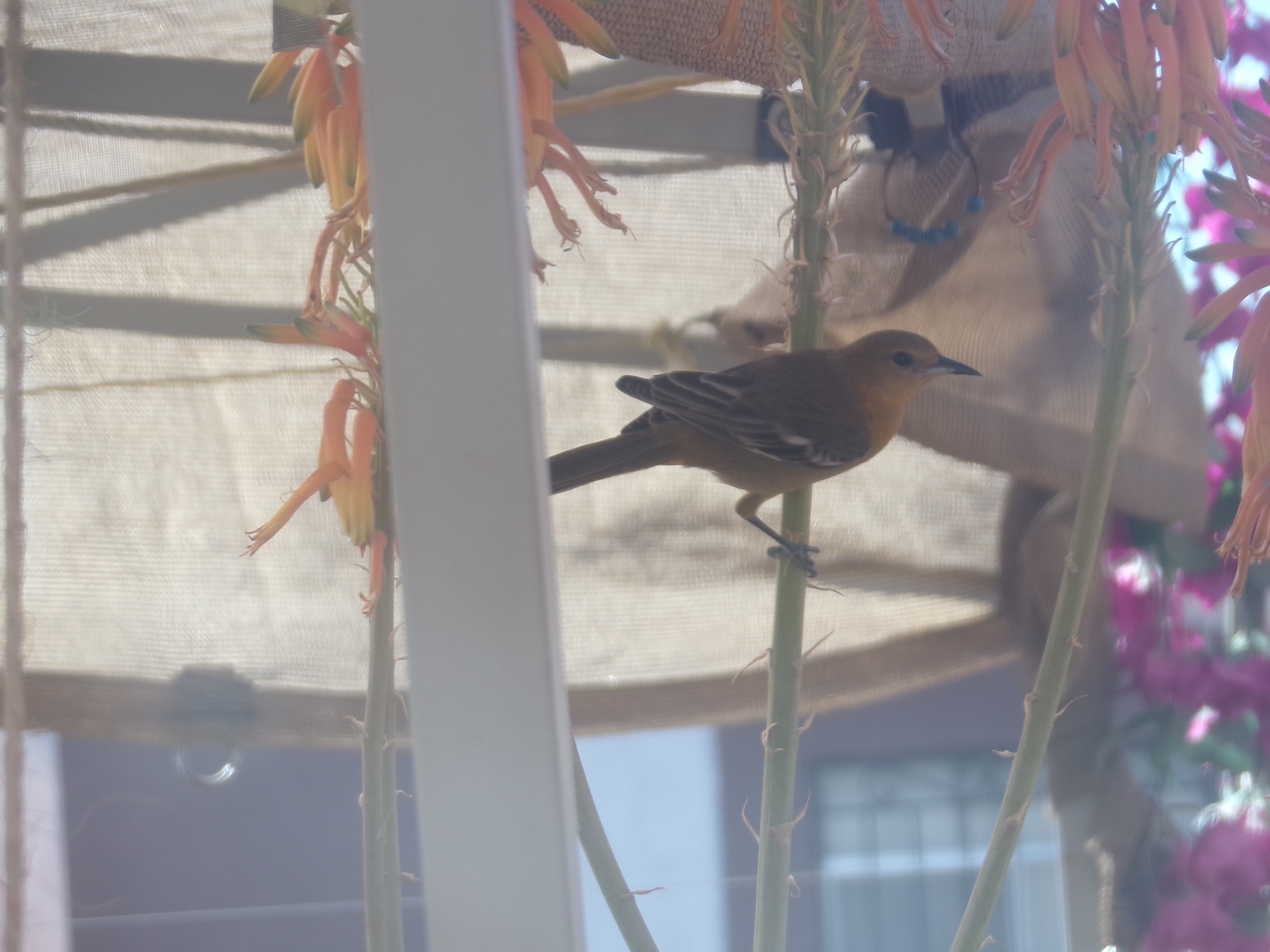 Hooded Oriole (Icterus cucullatus), photo 9