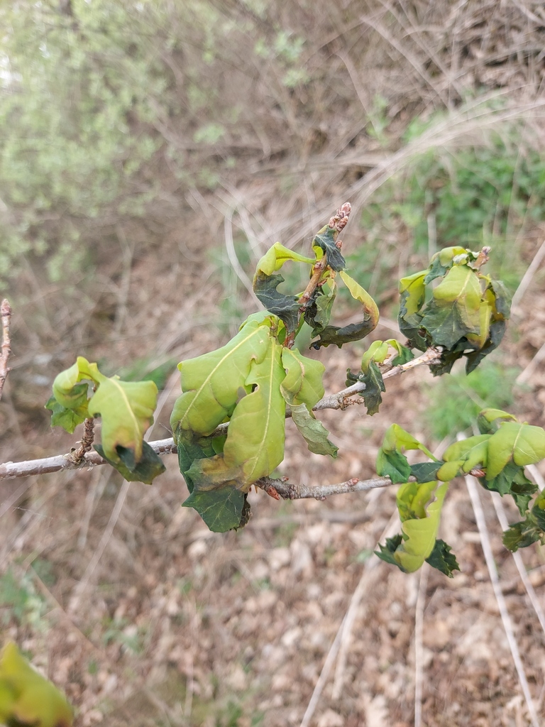 Quercus robur