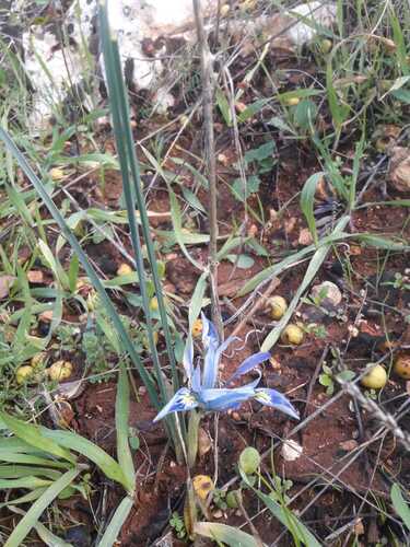 Histrio Iris