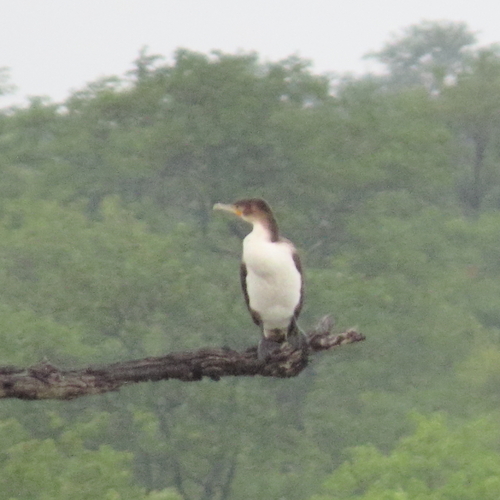 iNaturalist: (c) moxcalvitiumtorgos, some rights reserved (CC BY-NC), uploaded by moxcalvitiumtorgos iNaturalist image