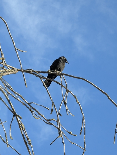 American Crow