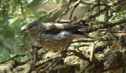 Yellow-rumped Warbler
