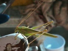 Burgilis curta