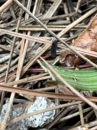 Unknown species found near Disney's Animal Kingdom Theme Park, Bay Lake, FL, US