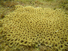 Micromussa indiana