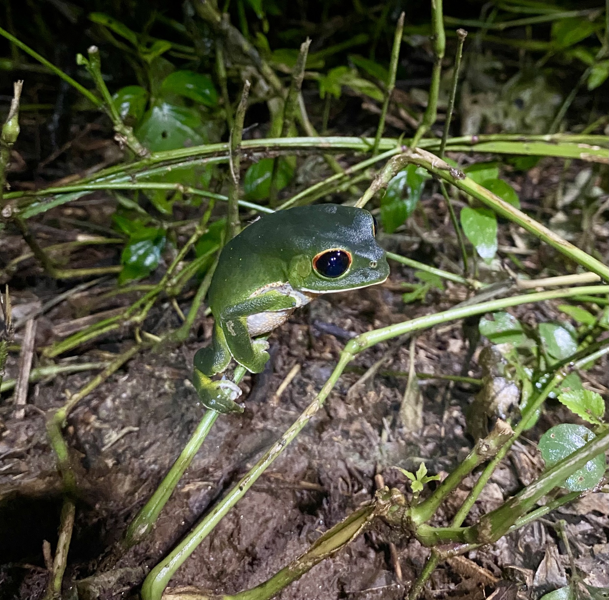 Red-rimmed Leaf Frog, Phyllomedusa boliviana