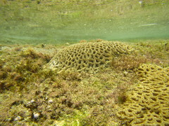 Micromussa indiana