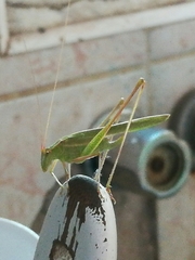 Burgilis curta